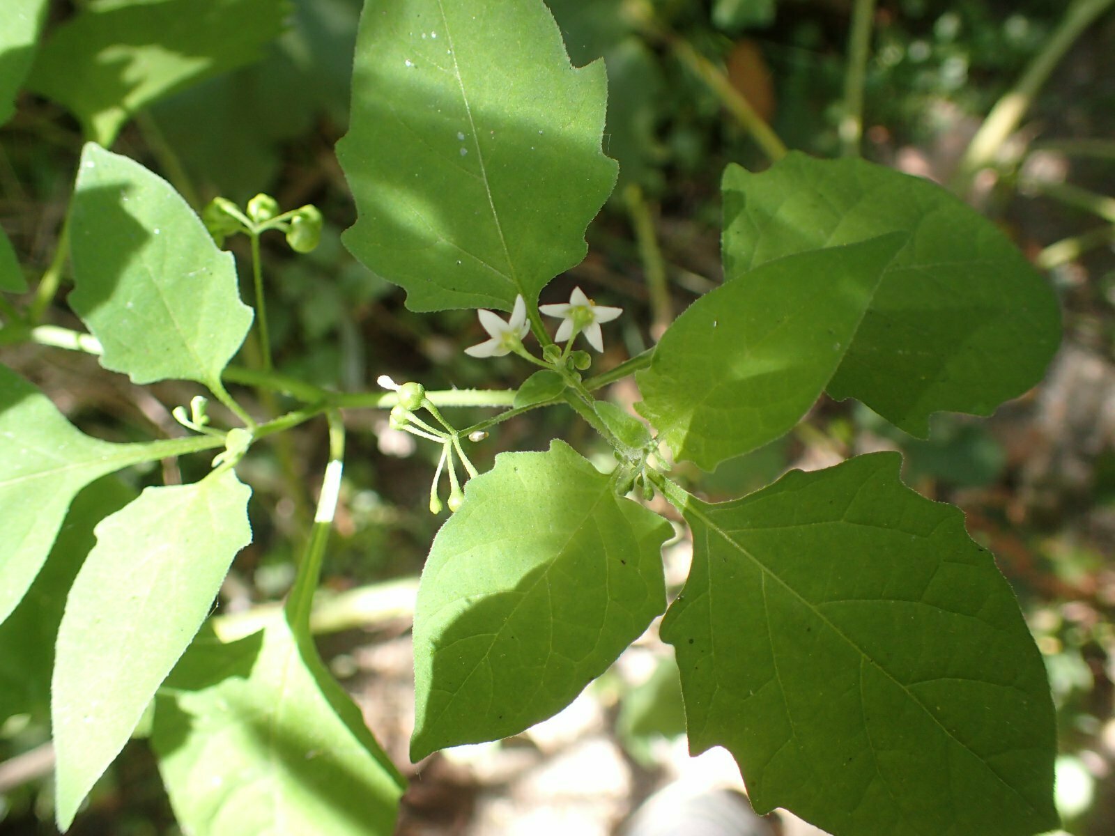 High Resolution Solanum nigrum Leaf